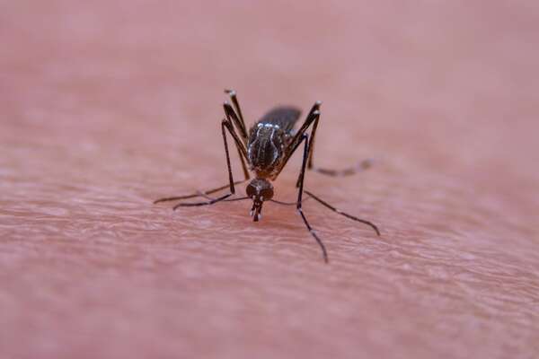 Aprobada la primera vacuna contra el virus Chikunguña en la Unión Europea - Mundo - ABC Color