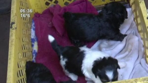 Rescataron perros de raza - SNT