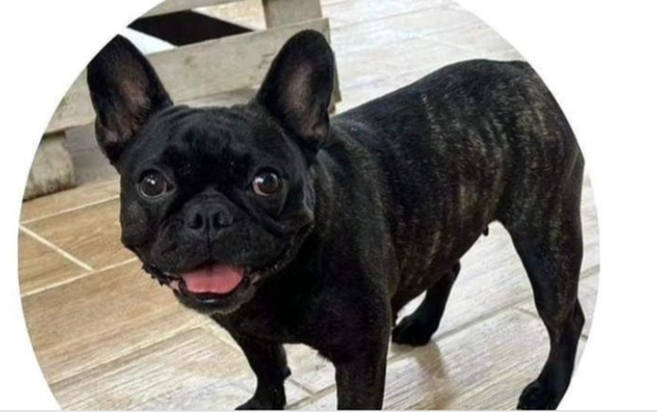 Ladrones se llevaron hasta a la perrita de una vivienda