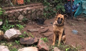 Fiscal interviene vivienda y rescata animales que vivían en deplorable estado – Prensa 5