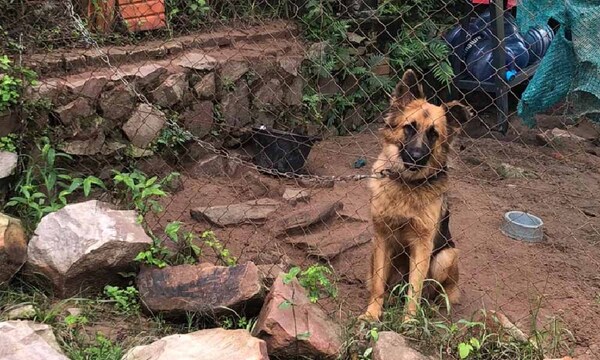 Fiscal interviene vivienda y rescata animales que vivían en deplorable estado – Prensa 5