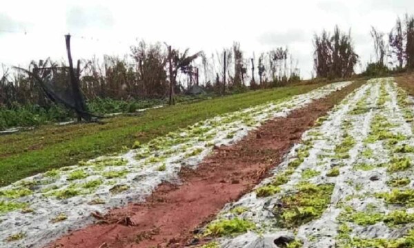 Alertan sobre posibles heladas que podrían perjudicar a cultivos – Prensa 5