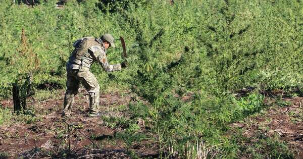 La Nación / Senad eliminó 6 millones de kilos de marihuana en once meses