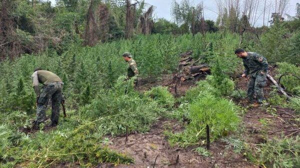 En 11 meses de gestión Senad sacó de circulación seis millones de kilos de marihuana