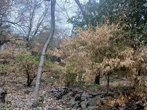 Se demora llegada de la lluvia en el Alto Paraguay - Noticias del Chaco - ABC Color
