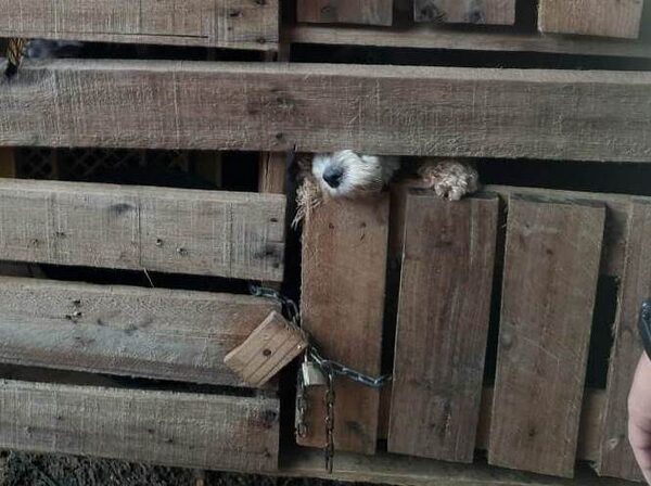 Fiscala rescata 25 perros tras denuncia de supuesto maltrato en Limpio · Radio Monumental 1080 AM
