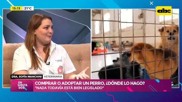 Comprar o adoptar un perro: ¿Dónde lo hago? - Ensiestados - ABC Color