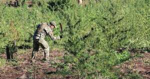 La Nación / Senad eliminó 6 millones de kg de marihuana en 11 meses