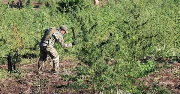 La Nación / Senad eliminó 6 millones de kg de marihuana en 11 meses