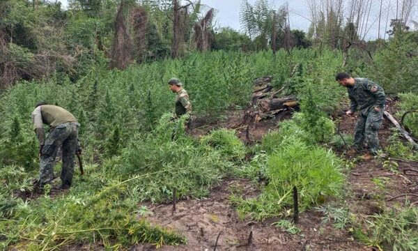 En 11 meses de gestión Senad sacó de circulación seis millones de kilos de marihuana – Diario TNPRESS