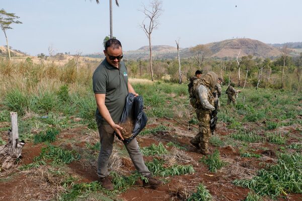 Senad continúa plan de reforestación en zonas de ex plantaciones de narcos - Megacadena - Diario Digital