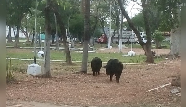 Chanchos hicieron de las suyas en la plaza Emiliano R. Fernández