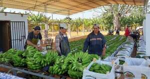 La Nación / Técnicos ecuatorianos expondrán sobre innovaciones en la producción de banana