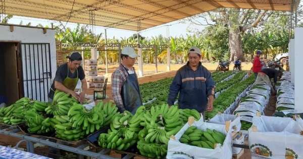 La Nación / Técnicos ecuatorianos expondrán sobre innovaciones en la producción de banana