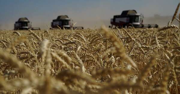 La Nación / Sostienen que heladas no afectarán al maíz y el trigo