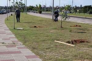 Alberdeños plantan árboles en la Costanera de Asunción: ¿cuál es el motivo? - Nacionales - ABC Color