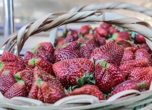 Areguá: comenzó la cosecha de frutilla - San Lorenzo Hoy