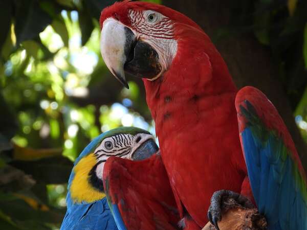 No le hagan daño: guacamayos en libertad transforman el paisaje del área metropolitana - Nacionales - ABC Color