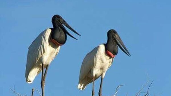 Una pareja de cigüeñas a salvo de las llamas en el Pantanal brasileño