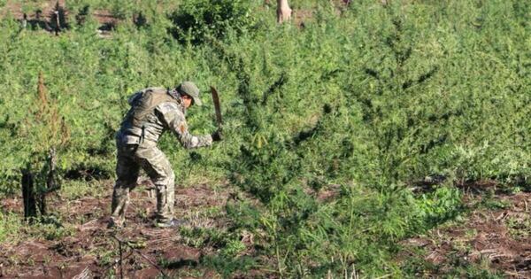 Diario HOY | Nueva Alianza 45: 154 hectáreas de marihuana en frontera entre Paraguay y Brasil
