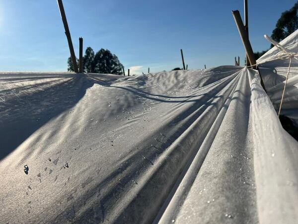 Productores informaron sobre heladas en algunos distritos del departamento de Caaguazú - Nacionales - ABC Color