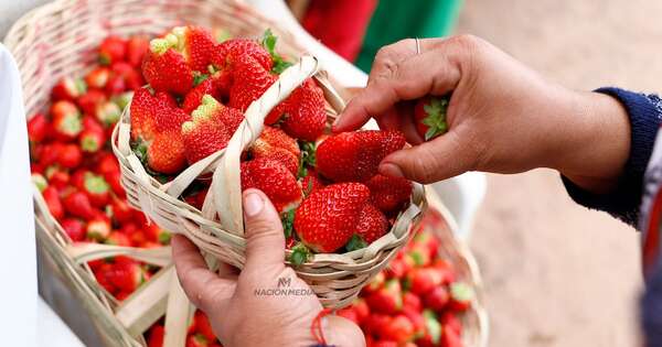 La Nación / Precio de frutilla por kilo se mantendrá entre G. 70.000 y G. 80.000