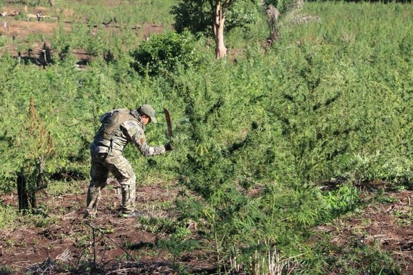 Nueva Alianza 45 concluyó con 154 hectáreas de marihuana destruida en la frontera entre Paraguay y Brasil - ADN Digital