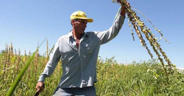 La Nación / Productores pueden generar autoconsumo en agricultura sustentable