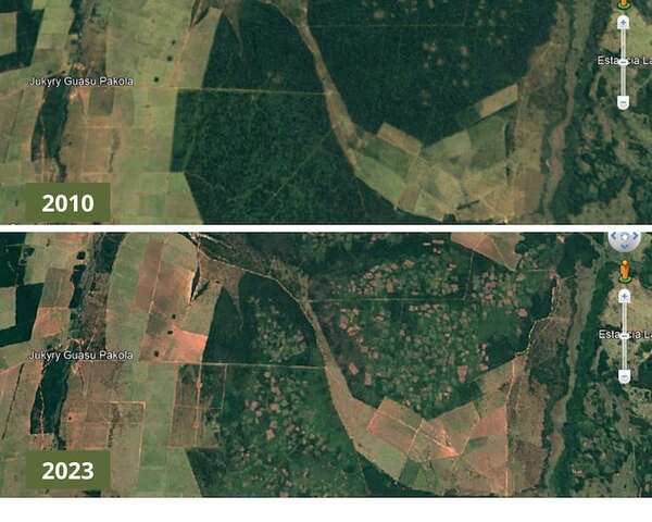 El narcotráfico arrasa con los bosques que quedan en Amambay - Política - ABC Color