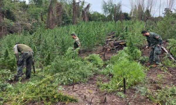 Nueva Alianza 45 finalizó con 154 hectáreas de marihuana destruida entre Paraguay y Brasil – Diario TNPRESS
