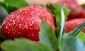 Con mejor clima, el rojo brillante de la frutilla se vuelve protagonista en Areguá – Prensa 5