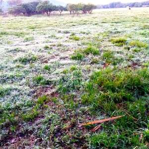 Primeras escarchas se registran en distritos de Paraguarí - Nacionales - ABC Color