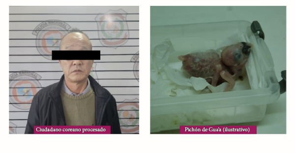 Pichón de Gua'a fue decomisado de ciudadano coreano - PDS RADIO Y TV