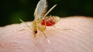 Sospecha de muerte por leishmaniasis visceral en Coronel Bogado