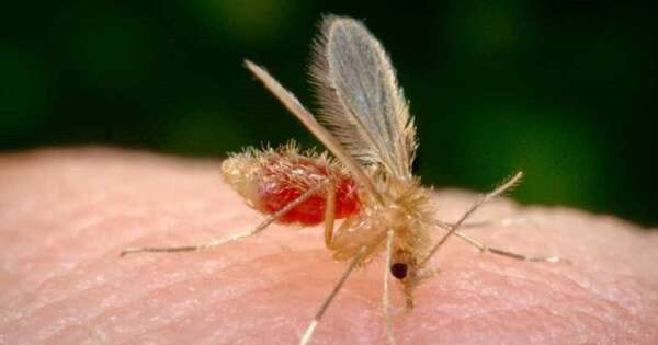 La Nación / Autoridades investigan presunta muerte por leishmaniasis en Coronel Bogado
