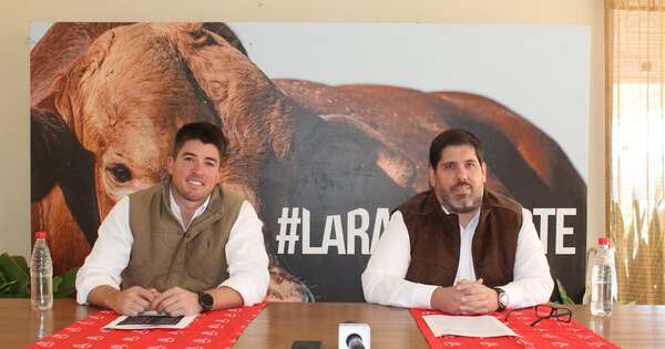 La Nación / Brangus se alista para la Expo 2024 con unos 400 ejemplares de excelente genética