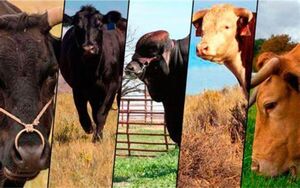 Exportaciones de carne bovina subieron 2% en el primer semestre