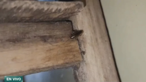 Denuncian invasión de cucarachas, moscas y mosquitos en el Hospital de Concepción