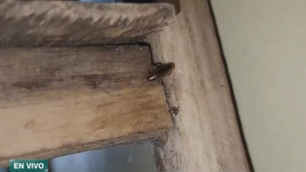 Denuncian invasión de cucarachas, moscas y mosquitos en el Hospital de Concepción