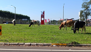 San José de los Arroyos y sus animales sueltos en la vía pública - Noticiero Paraguay