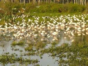 El pantanal y sus encantos, lugar ideal para vacacionar - Viajes - ABC Color