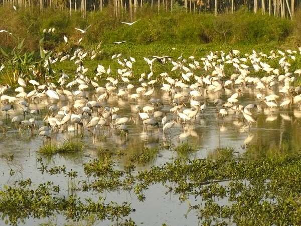 El pantanal y sus encantos, lugar ideal para vacacionar - Viajes - ABC Color
