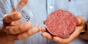 Avanzan en la prohibición para producir carne cultivada en laboratorios
