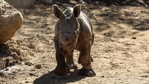 Nace en un zoo chileno la tercera cría de rinoceronte blanco de Suramérica