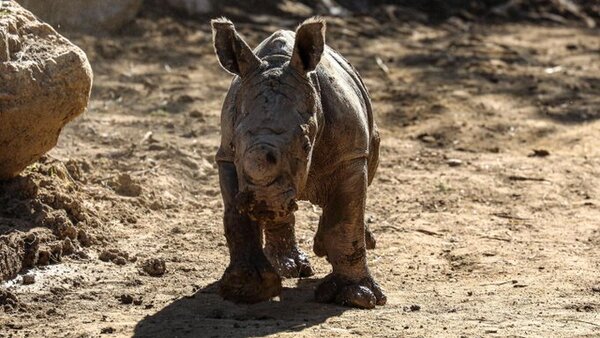 Nace en un zoo chileno la tercera cría de rinoceronte blanco de Suramérica