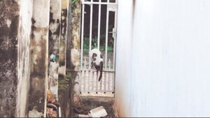 Fiscalía investiga a joven que disparaba a gatitos