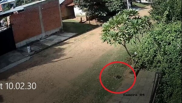Video: "Un gato estuvo muerto durante horas y, de repente, se levantó"