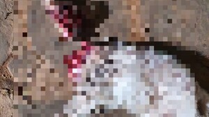 ¡Horror! Derramaron agua caliente a un perrito y le decapitaron