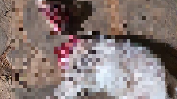¡Horror! Derramaron agua caliente a un perrito y le decapitaron