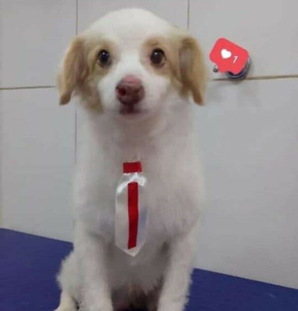 ¡Horroroso! Matan y decapitan a Tomás, un inocente perrito y creen que podría ser para una macumba
